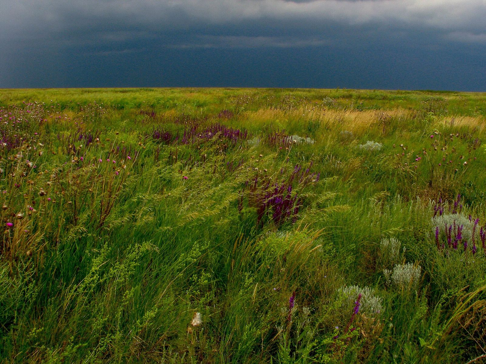 Askania-Nova: Steppe and Safari in Ukraine — photo 1 Askania-Nova: Steppe and Safari in Ukraine — photo 1