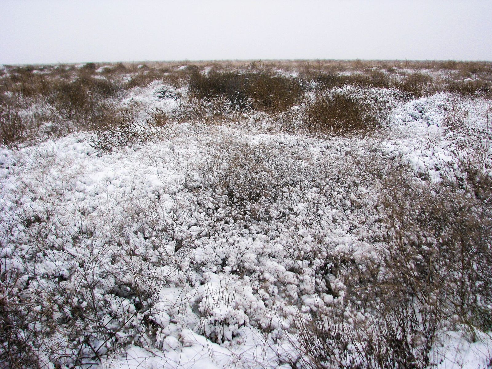 Askania-Nova: Steppe and Safari in Ukraine — photo 2 Askania-Nova: Steppe and Safari in Ukraine — photo 2