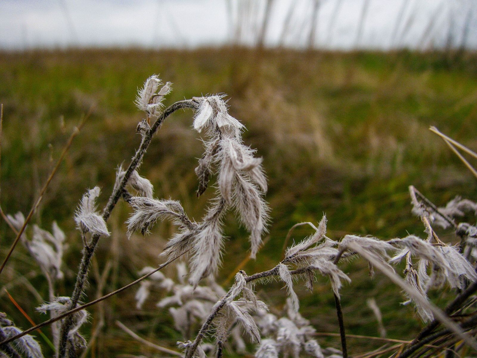 Askania-Nova: Steppe and Safari in Ukraine — photo 3 Askania-Nova: Steppe and Safari in Ukraine — photo 3
