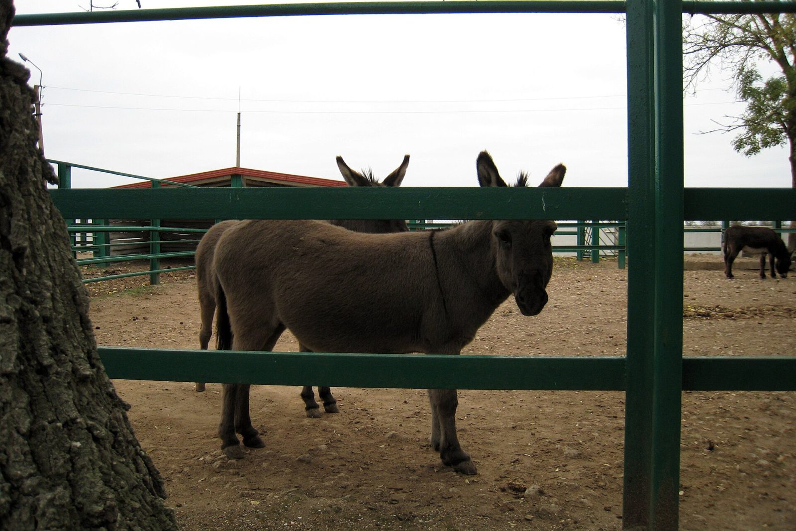 Askania-Nova: Steppe and Safari in Ukraine