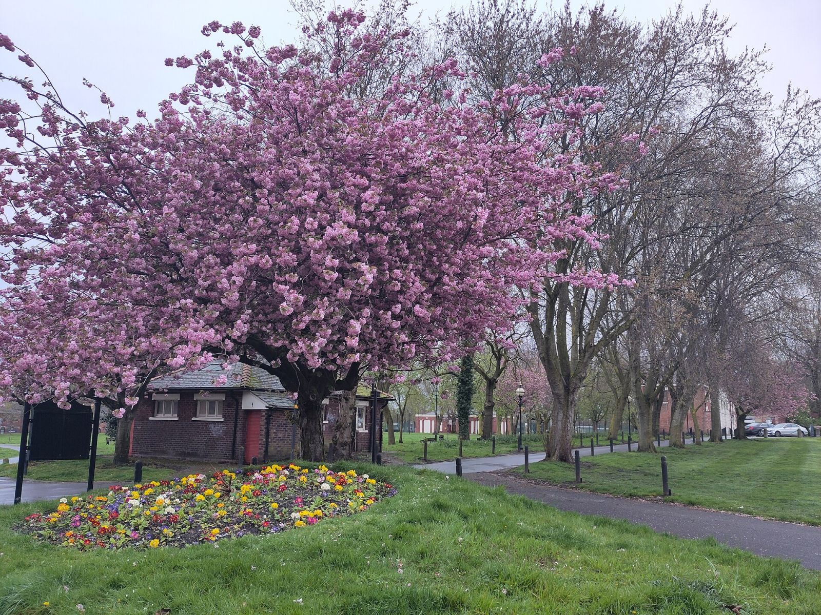 Де побачити цвітіння сакури — фото 2 Де побачити цвітіння сакури — фото 2