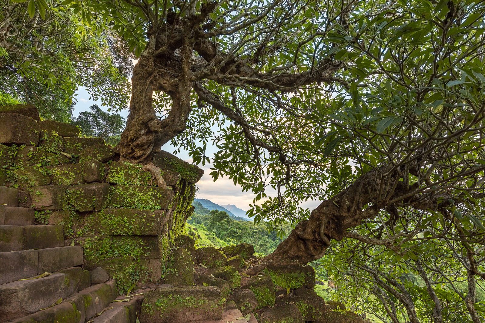На плато Болавен насолоджуйтеся лаоським кавовим раєм — фото 4
