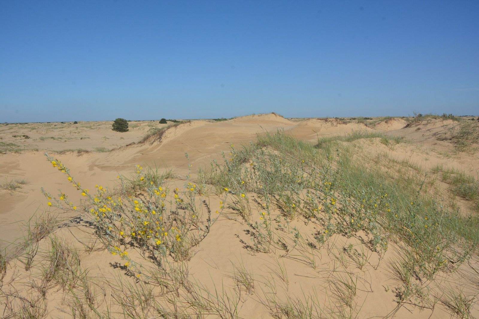 Oleshky Sands: Ukraine's Own Desert — photo 2 Oleshky Sands: Ukraine's Own Desert — photo 2