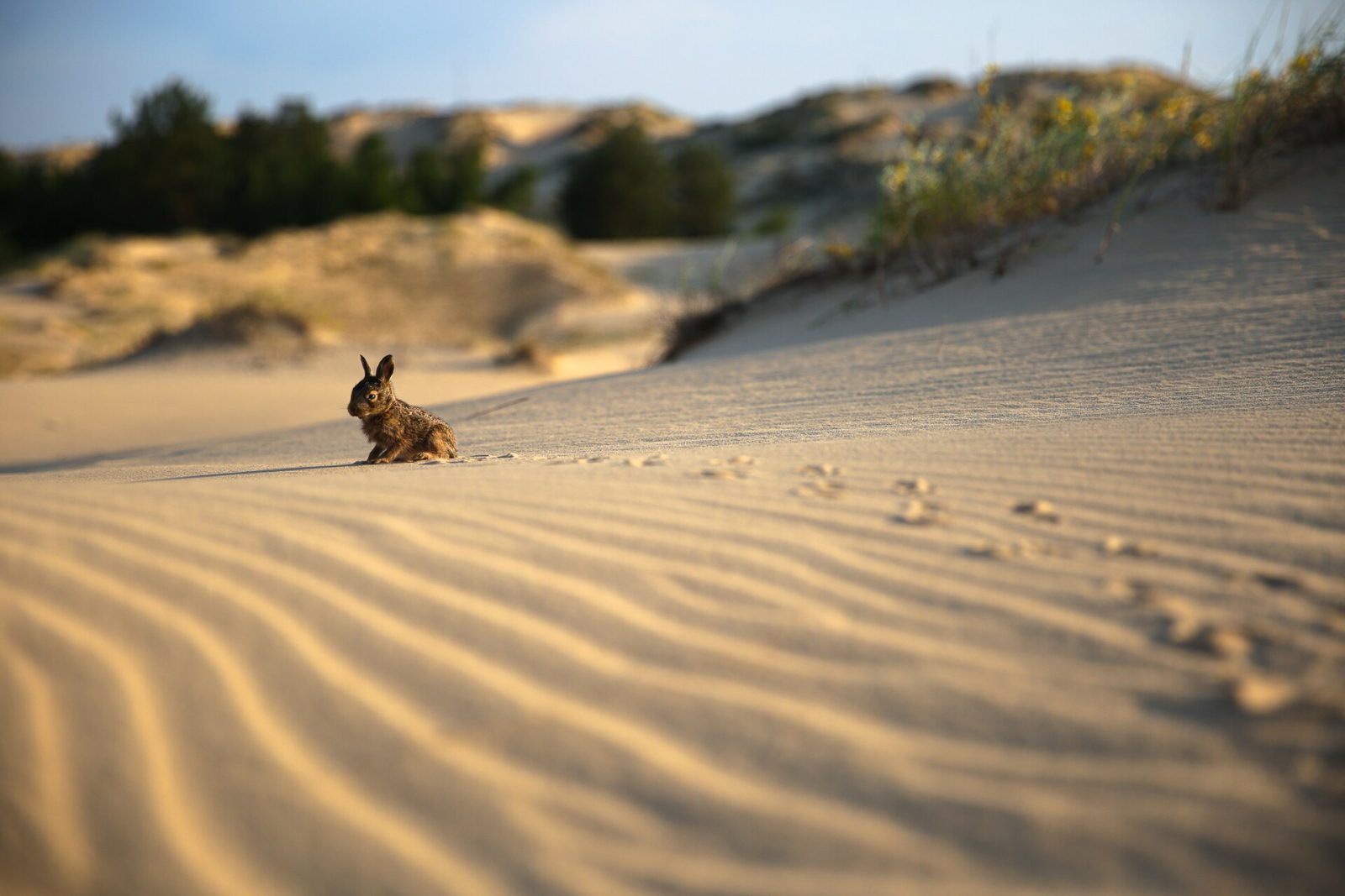 Oleshky Sands: Ukraine's Own Desert