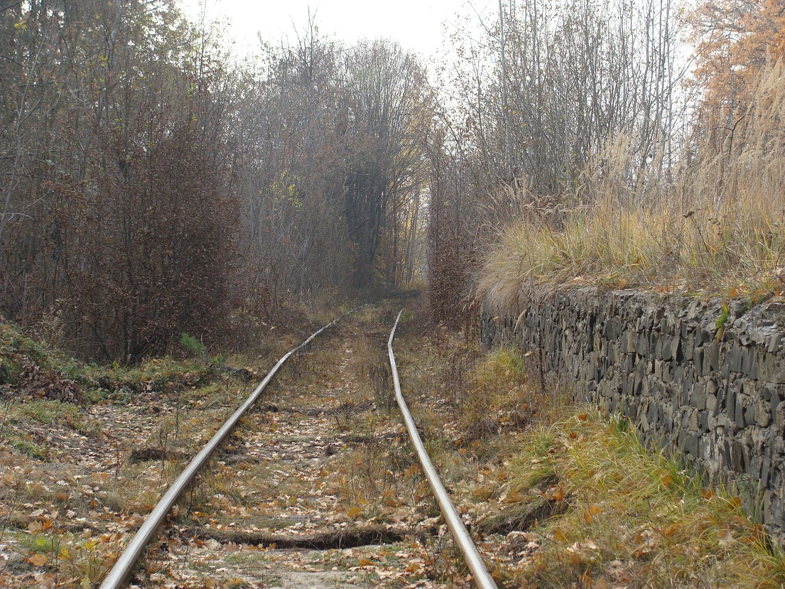 Тунель кохання в Клевані: як дістатися й коли їхати — фото 2