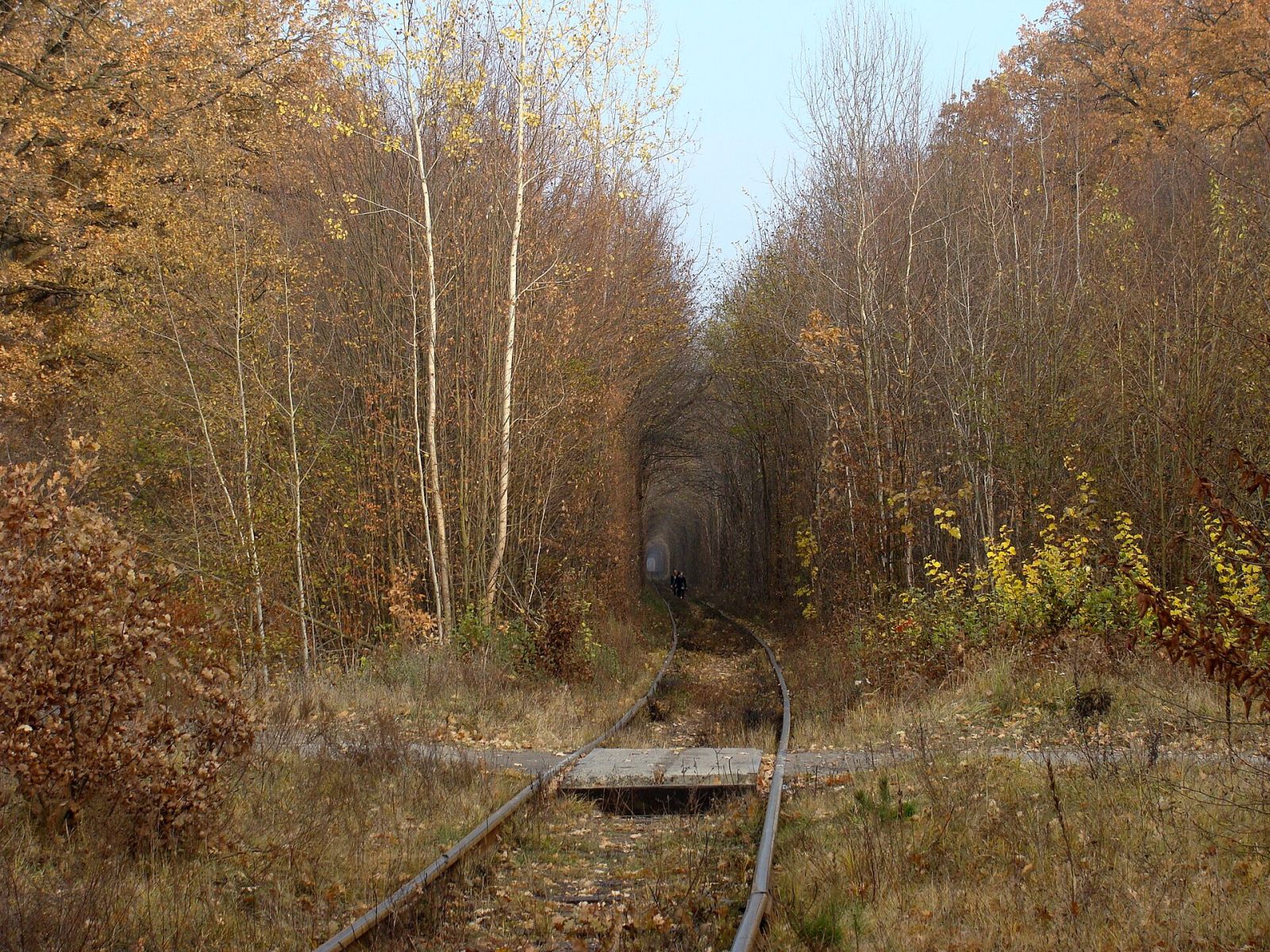 Тунель кохання в Клевані: як дістатися й коли їхати — фото 3