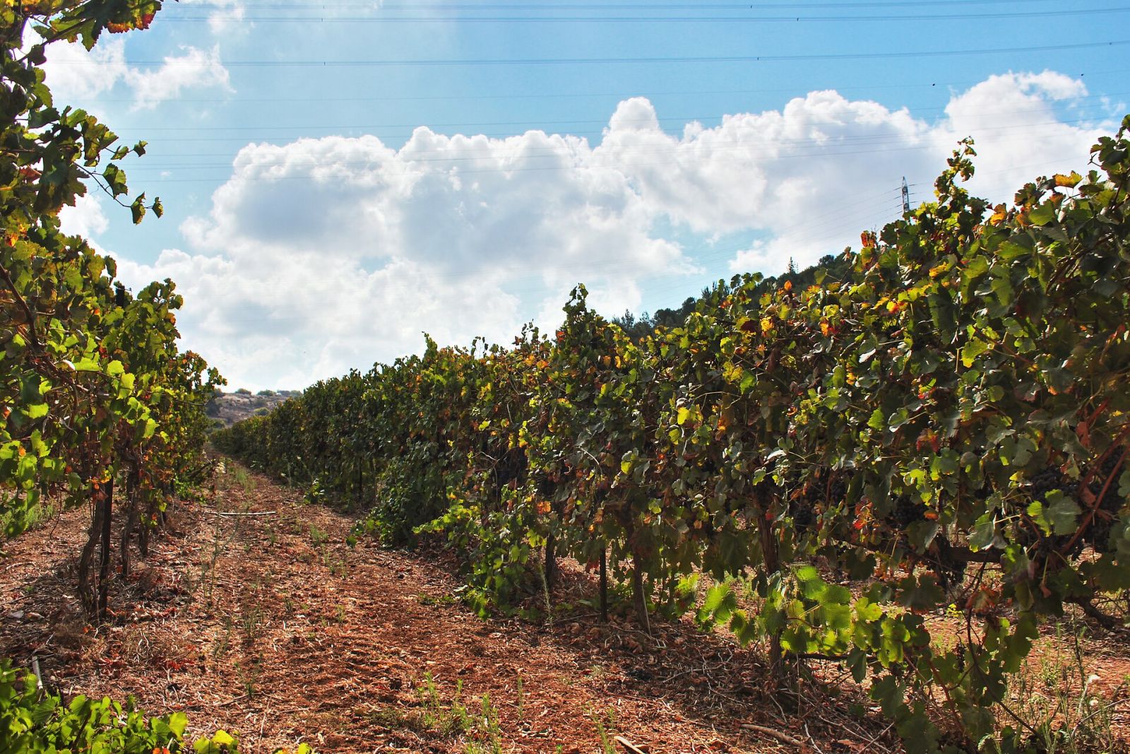 Wine Tours in Zakarpattia: Cellars, Leanka and the Serednie Tunnel — photo 2 Wine Tours in Zakarpattia: Cellars, Leanka and the Serednie Tunnel — photo 2