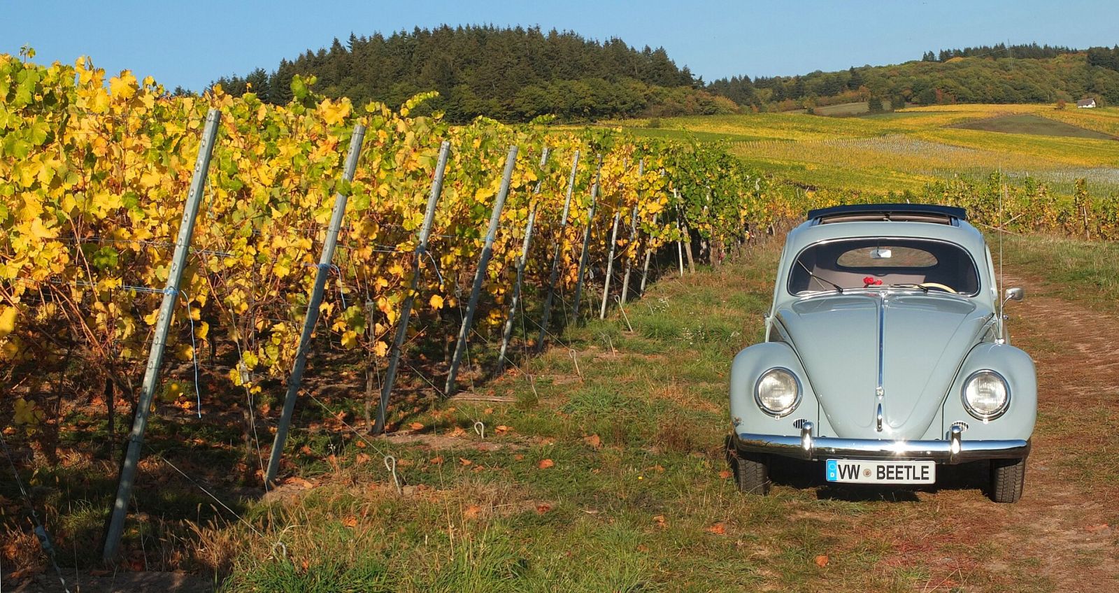 Wine Tours in Zakarpattia: Cellars, Leanka and the Serednie Tunnel — photo 3