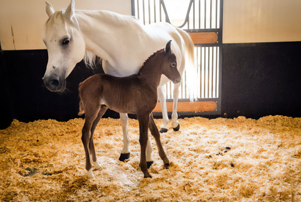П'ятизірковий курорт для коней: Катарський кінний центр Al Shaqab — 6