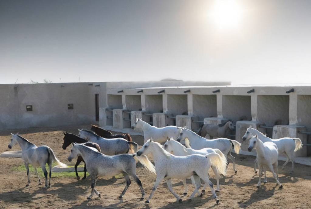 П'ятизірковий курорт для коней: Катарський кінний центр Al Shaqab — 7